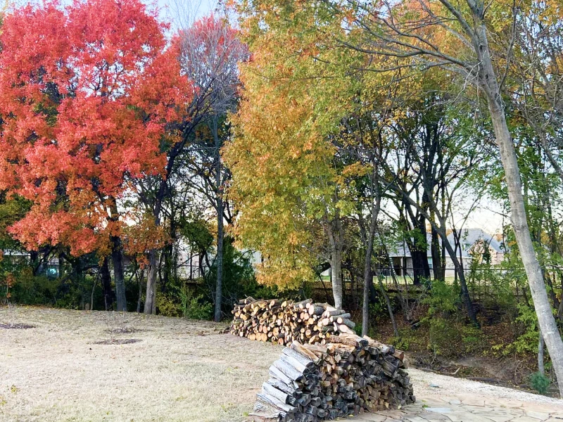 mastering tree pruning blog 1