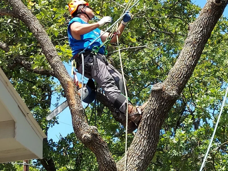 mastering tree pruning blog